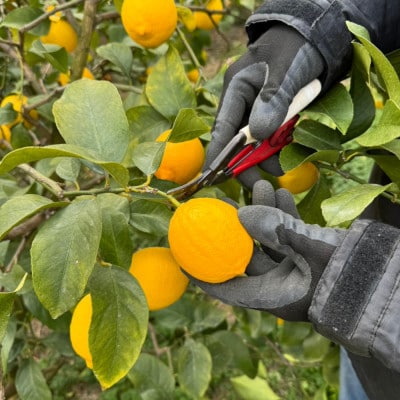 愛媛県八幡浜市産 柑橘農家が育てたレモン 約3キロ【C24-40】