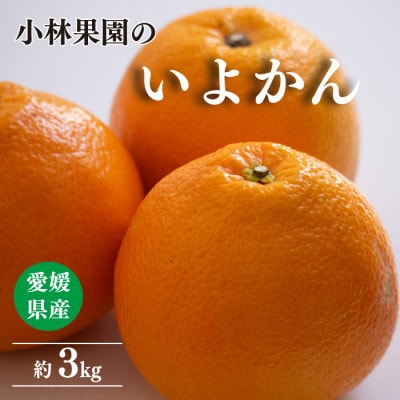 小林果園の宮内いよかん(約3kg)【24-42】