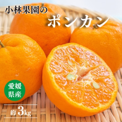 小林果園のポンカン(約3kg)【24-43】