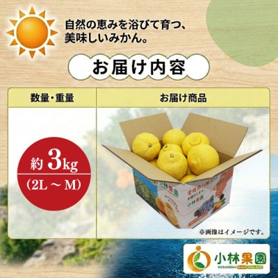 小林果園のはるか(約3kg)【24-45】
