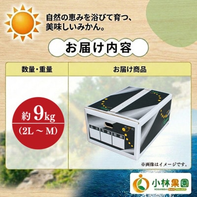 小林果園の河内晩柑(約9kg)【24-46】
