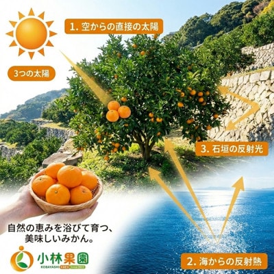 愛媛・小林果園のせとか 約3kg【大切な方への贈り物に】【24-50】
