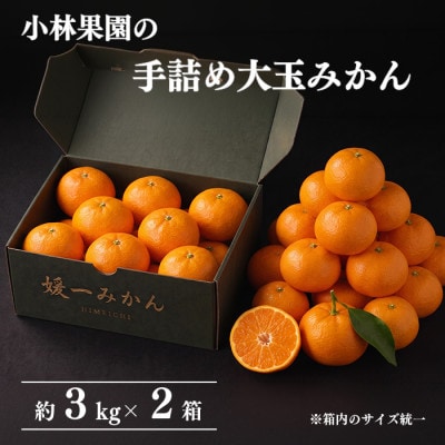 小林果園の手詰め大玉みかん(約3kg×2箱)【24-52】