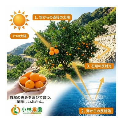 小林果園の手詰め大玉みかん(約3kg×2箱)【24-52】