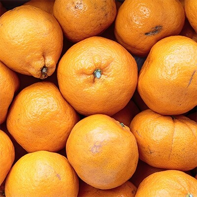 国安さんちの愛媛ポンカン10kg 訳あり C 13 お礼品詳細 ふるさと納税なら さとふる