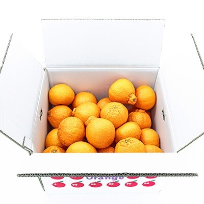 ＼糖度14.0以上酸1.4以下/糖酸選別品 愛媛産 不知火 (しらぬひ) 10kg【D20-8】