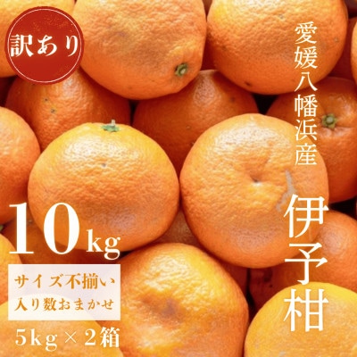 【爽やか香りと柔らかジューシーな果肉】愛媛八幡浜産 訳あり 宮内伊予柑 10kg【C20-16】