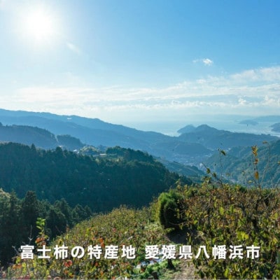 《八幡浜特産 国内最大級の 柿》 富士柿 5kg 種無し【C20-21】