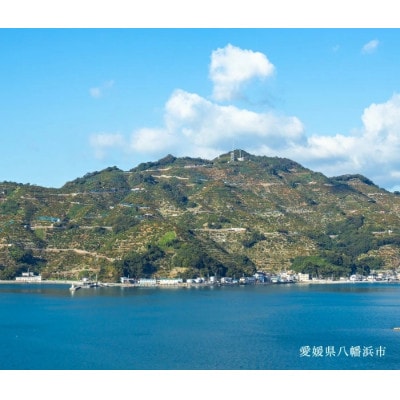 【創業85年 親子4代 愛媛みかん 一筋】愛媛八幡浜産 極早生みかん 3kg【C20-42】