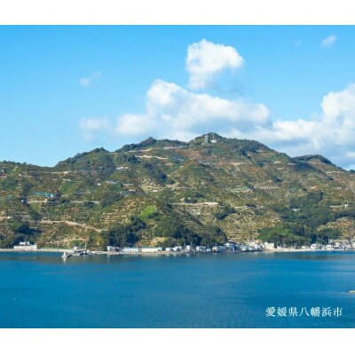 【創業85年 親子4代 愛媛みかん 一筋】愛媛八幡浜産 極早生みかん 5kg【C20-43】