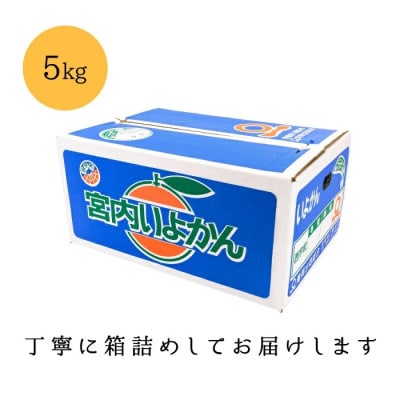 【爽やか香りと柔らかジューシーな果肉】愛媛八幡浜産 訳あり 宮内伊予柑 5kg【C20-56】