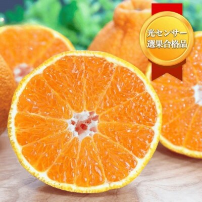 【糖度14.0以上酸1.4以下】糖酸選別品 愛媛産 不知火 (しらぬひ) 5kg【D20-61】