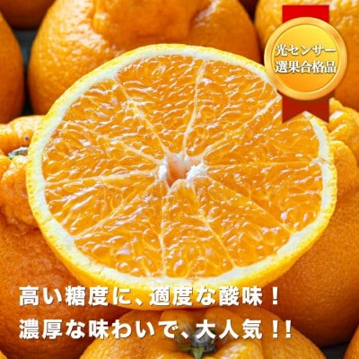 糖度14.0以上酸1.4以下】糖酸選別品 愛媛産 訳あり 不知火(しら 糖度14.0以上酸1.4以下】糖酸選別品 愛媛産 訳あり 不知火(しら