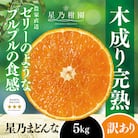 【三つ星ブランド】星乃みかん園の星乃まどんな(5kg)【訳あり】【D45-62】
