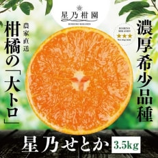 星乃みかん園の星乃せとか(3.5kg)【C45-43】