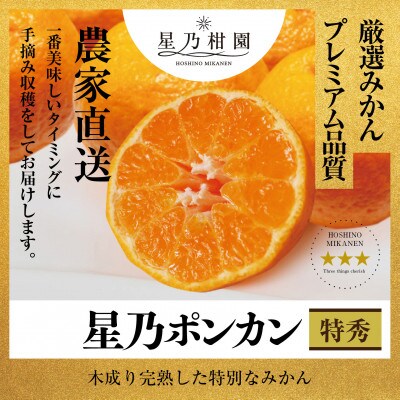 星乃 みかん 園の ポンカン 3.5kg ( 家庭用 )【C45-47】
