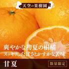 天空の果樹園からの甘夏 7kg(家庭用)【C45-24】