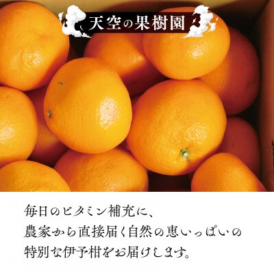 天空 の 果樹園 からの 伊予柑 8kg ( 家庭用 )【C45-66】