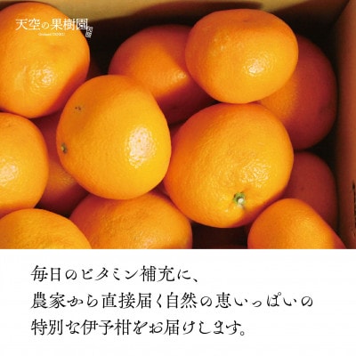 天空 の 果樹園 からの 伊予柑 8kg ( 家庭用 )【C45-66】