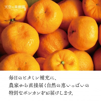 【 濃く 甘い 】 天空 の 果樹園 から届く そら ポンカン ( 3.5kg )【C45-67】