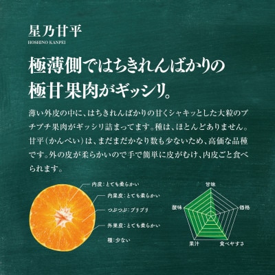 【訳あり】星乃みかん園の星乃 甘平(4kg)【D45-82】