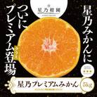 星乃みかんプレミアムシリーズ(5kg)【C45-84】