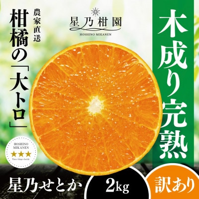 【訳あり】星乃せとか 柑橘の大トロ(2kg)【C45-92】