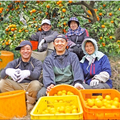 愛媛 八幡浜産 極早生みかん 10kg 訳あり C48 お礼品詳細 ふるさと納税なら さとふる