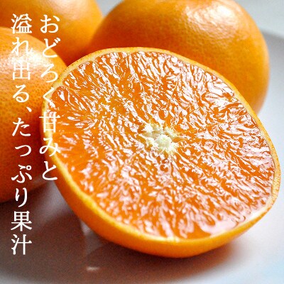 愛媛・八幡浜産「高級柑橘・せとか:5kg」【訳あり】【C48-33】