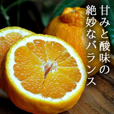 愛媛・八幡浜産「不知火:7kg」【訳あり】【C48-39】