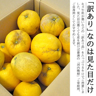 愛媛・八幡浜産「河内晩柑:6kg」【訳あり】【D48-45】
