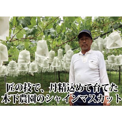 2025年9月中旬発送開始　木下農園のぶどう「シャインマスカット」2房 【C39-19】