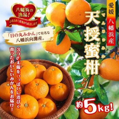 適度な潮風をうけ、太陽光、石垣、海の反射光を浴びて育った「天授蜜柑」約5kg【C39-45】
