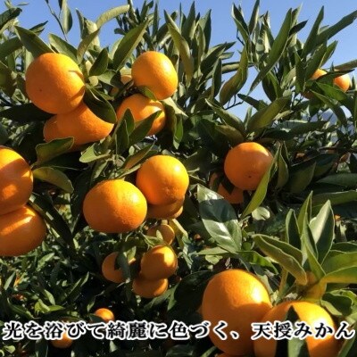 三つの光を浴びて育った「天授蜜柑」約5kg【C39-45】