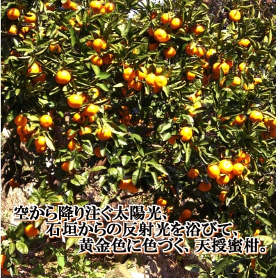 適度な潮風をうけ、太陽光、石垣、海の反射光を浴びて育った「天授蜜柑」約5kg【C39-45】