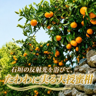 適度な潮風をうけ、太陽光、石垣、海の反射光を浴びて育った「天授蜜柑」約5kg【C39-45】