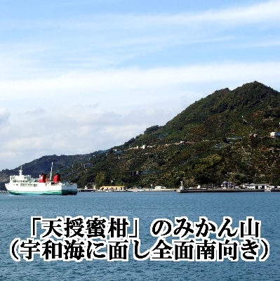適度な潮風をうけ、太陽光、石垣、海の反射光を浴びて育った「天授蜜柑」約5kg【C39-45】