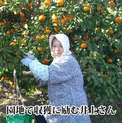 M、Sでお届け・濃厚な味わい! 井上農園「南柑20号」約7kg 【C39-12】