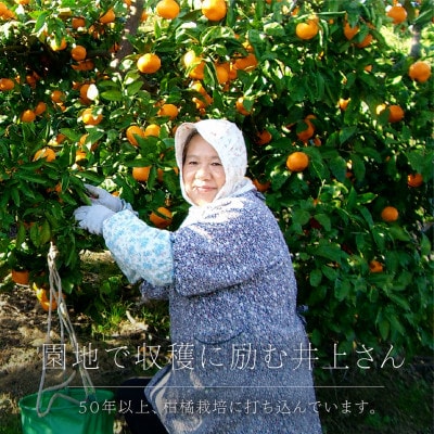 M、Sサイズでお届け・濃厚な味わい! 井上農園「南柑20号」約5kg 【C39-12】