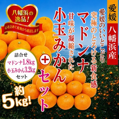2026年11月発送開始　ぷるぷる新食感!「マドンナ」+濃厚!「小玉みかん」約5kg【D39-32】