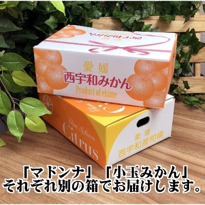 2025年11月発送開始　ぷるぷる新食感!「マドンナ」+濃厚!「小玉みかん」約5kg【C39-32】