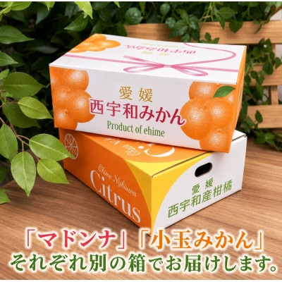 2026年11月発送開始　ぷるぷる新食感!「マドンナ」+濃厚!「小玉みかん」約5kg【D39-32】
