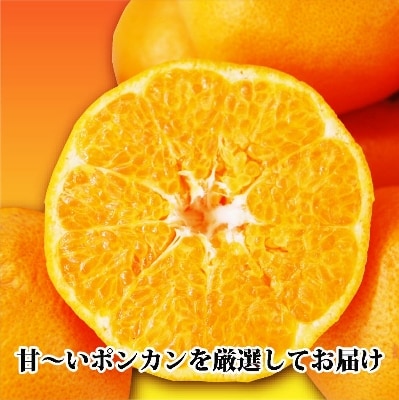 爽やかな香り。酸味が少なく甘みの強い「ポンカン」約7.5kg 【C39-38】