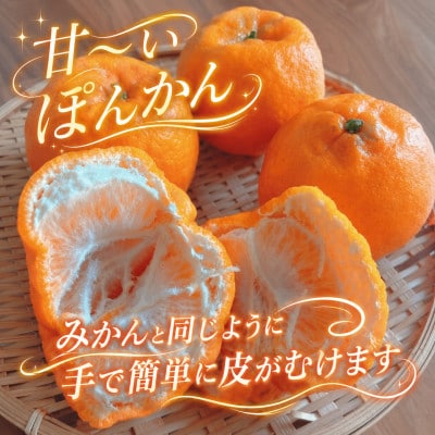 2027年1月出荷開始　爽やかな香り。酸味が少なく甘みの強い「ポンカン」約5kg 【C39-38】