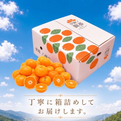 2027年1月出荷開始　爽やかな香り。酸味が少なく甘みの強い「ポンカン」約5kg 【C39-38】
