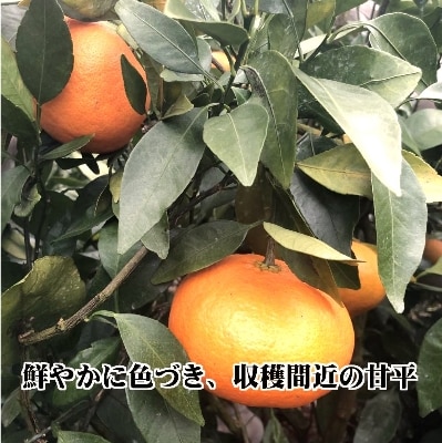 2025年2月発送開始　話題の愛媛オリジナル品種!富屋農園の「甘平」約3kg【C39-39】