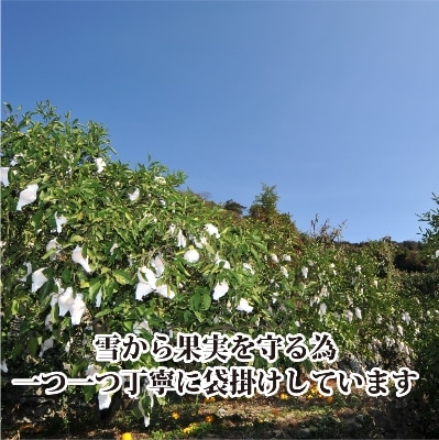 2026年3月出荷開始　完熟・果汁たっぷり!!「きよみ」約5kg　【C39-34】