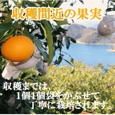 2027年3月出荷開始　完熟・果汁たっぷり!!「きよみ」約5kg　【D39-34】