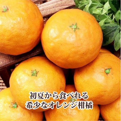 2025年4月発送開始　甘みが強くて濃厚!初夏のみかん「なつみ」4キロ【C39-35】