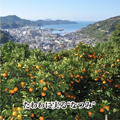 2025年4月発送開始　甘みが強くて濃厚!初夏のみかん「なつみ」4キロ【C39-35】